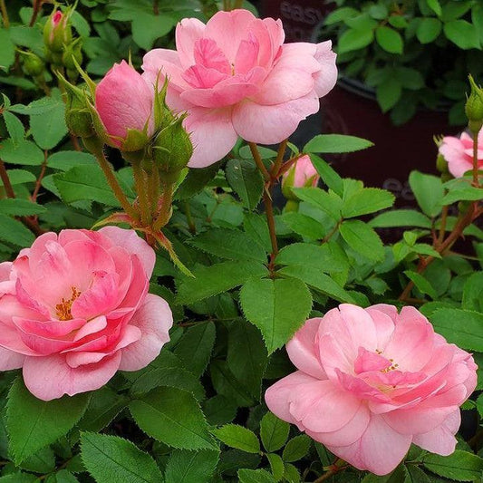 Rosa - Easy Elegance® Pinktopia Rose