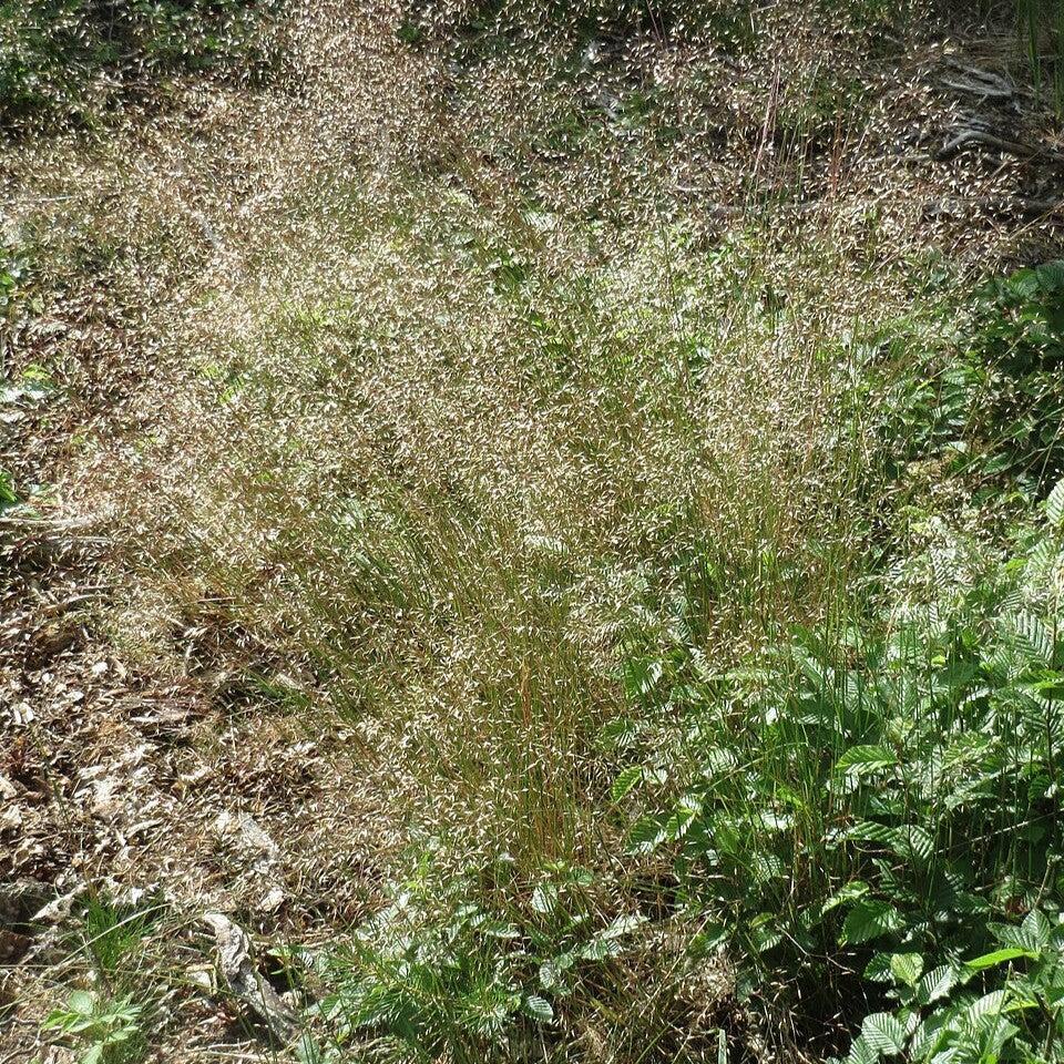 Deschampsia flexuosa  - Wavy Hair Grass