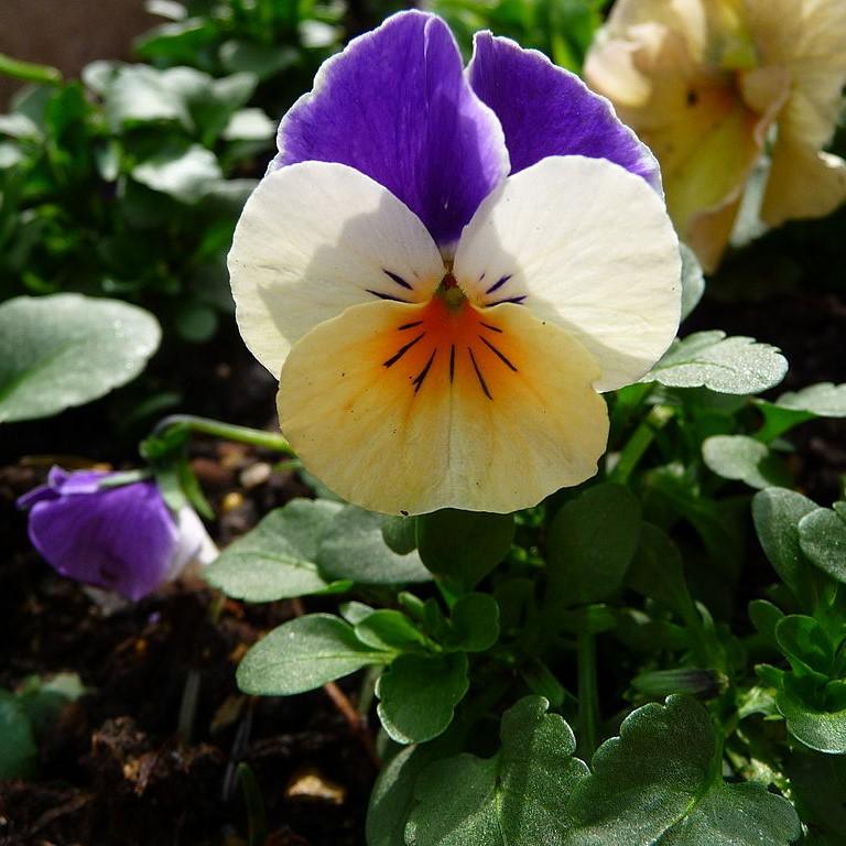 Viola cornuta - Penny™ Peach Jump-Up Viola