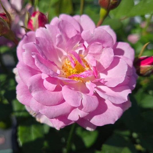 Rosa x  - Rise Up® Lilac Days® Climbing Rose