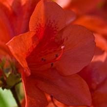 Encore® Autumn Bravo™ Azalea