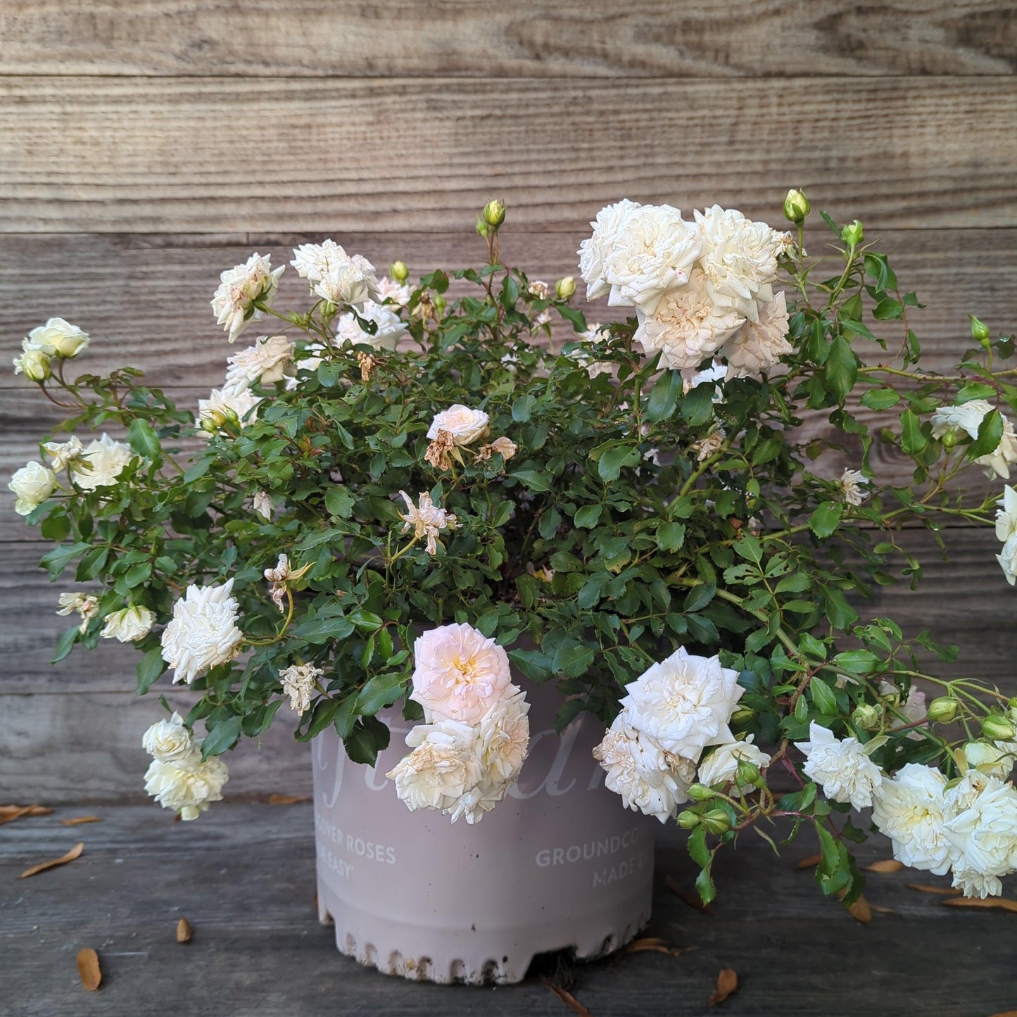 Rosa 'Meizorland’ - White Drift® Rose