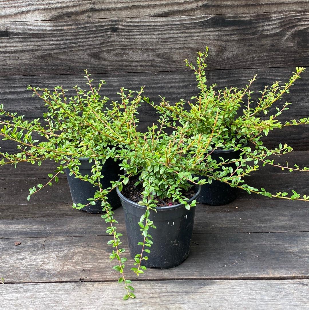 Cotoneaster dammeri - Coral Beauty Cotoneaster