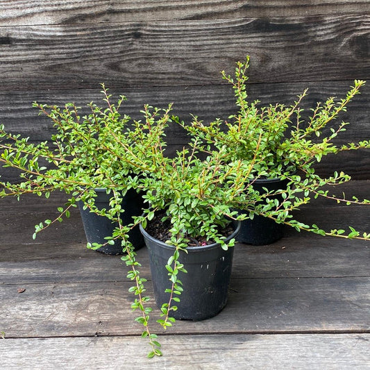 Cotoneaster dammeri - Coral Beauty Cotoneaster