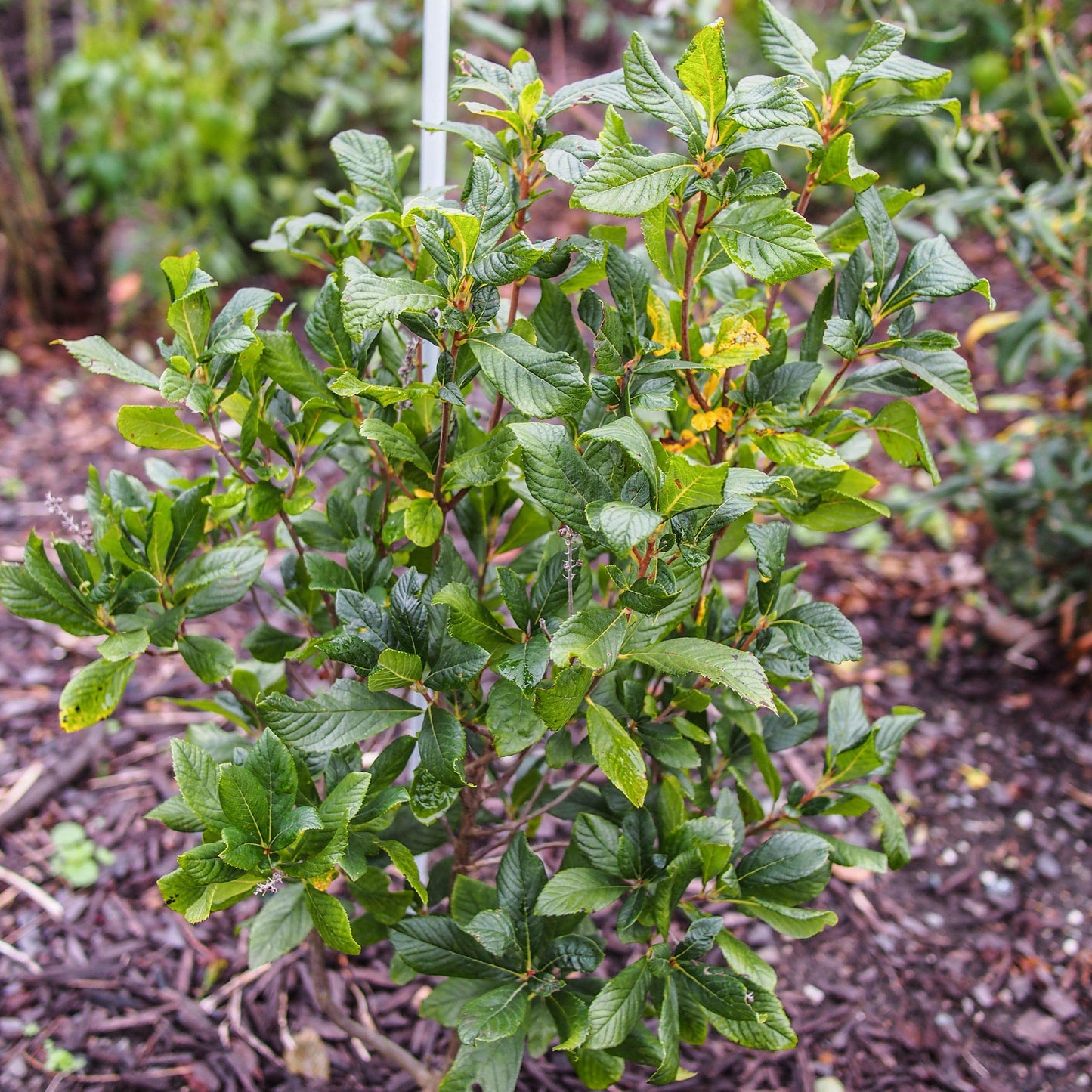 Clethra alnifolia - Ruby Spice Summersweet