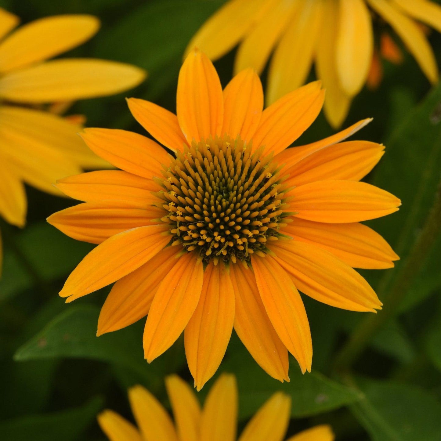 Echinacea - Artisan™ Yellow Ombre Coneflower