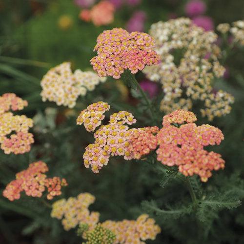 Achillea ’Firefly - PW® Firefly Peach Sky Yarrow