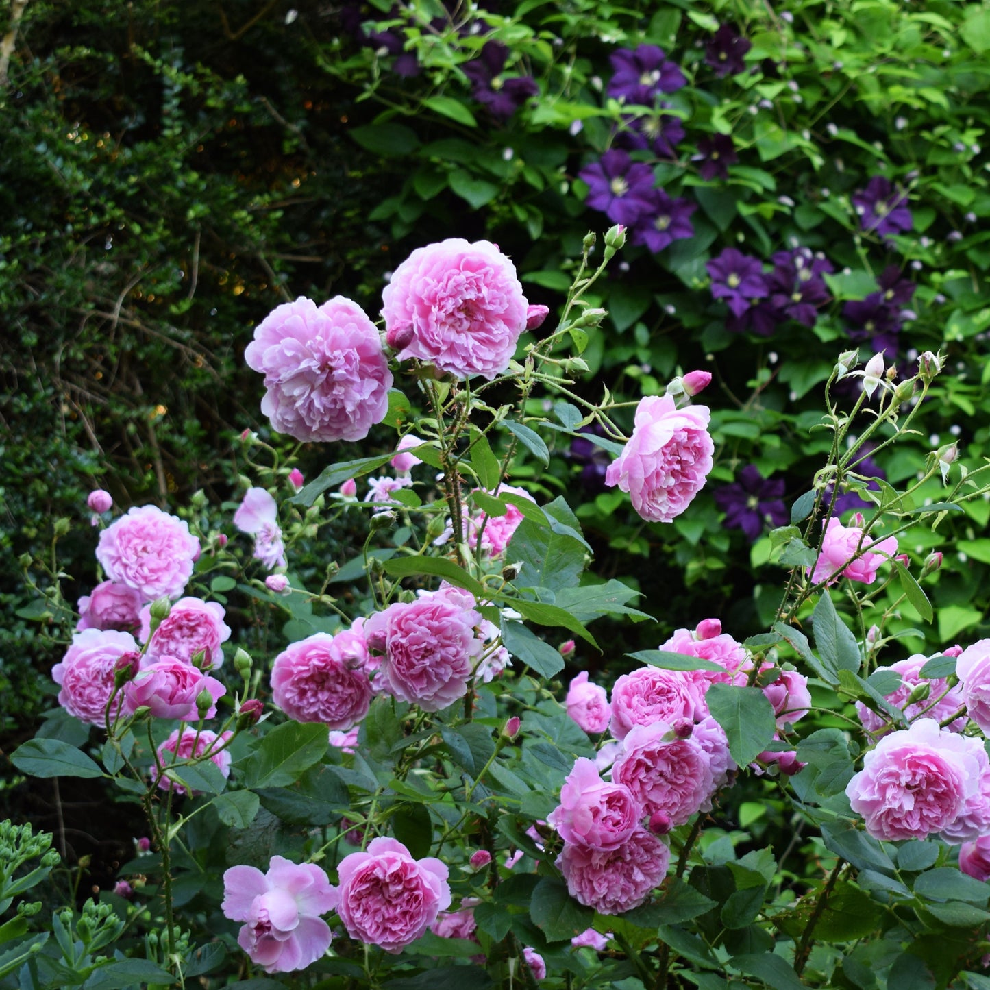 Rosa - Harlow Carr Rose