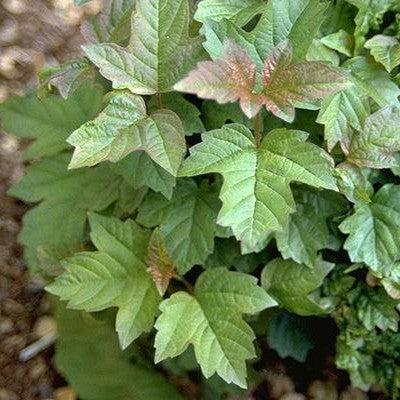 Viburnum opulus - Nanum European Cranberrybush