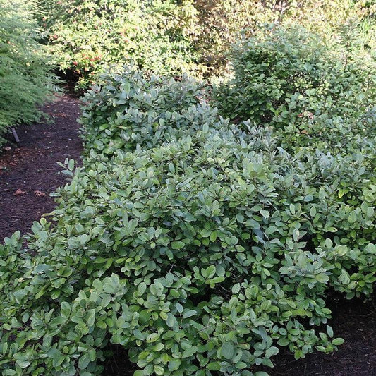 Fothergilla gardenii - Blue Mist Fothergilla