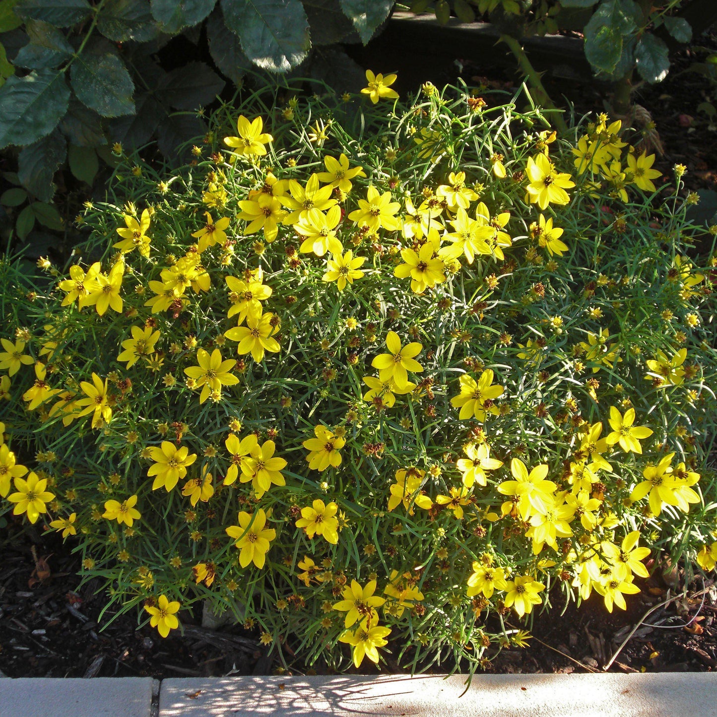 Coreopsis verticillata - Zagreb Threadleaf Tickseed