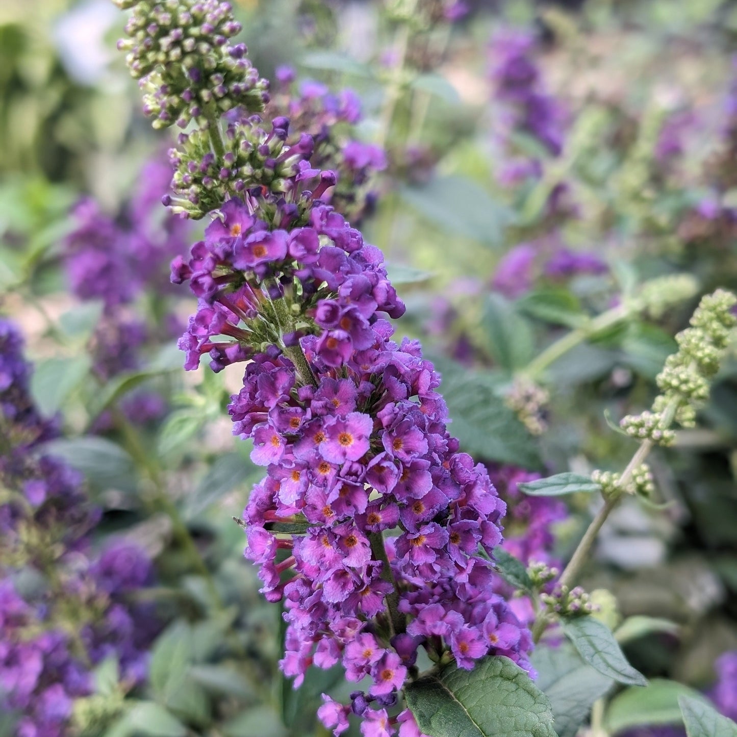 Buddleja x - Miss Violet Butterfly Bush