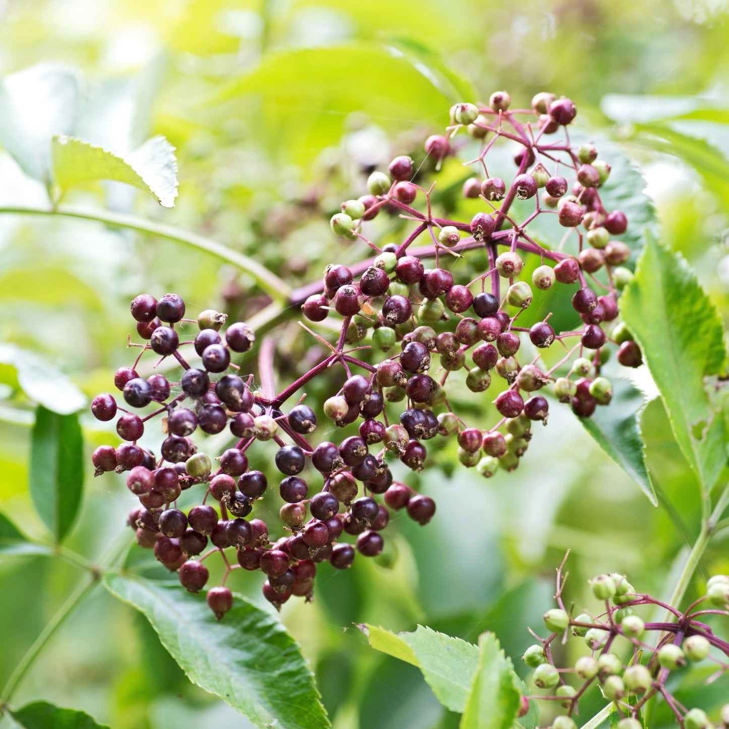 Sambucus canadensis - Wyldewood Elderberry