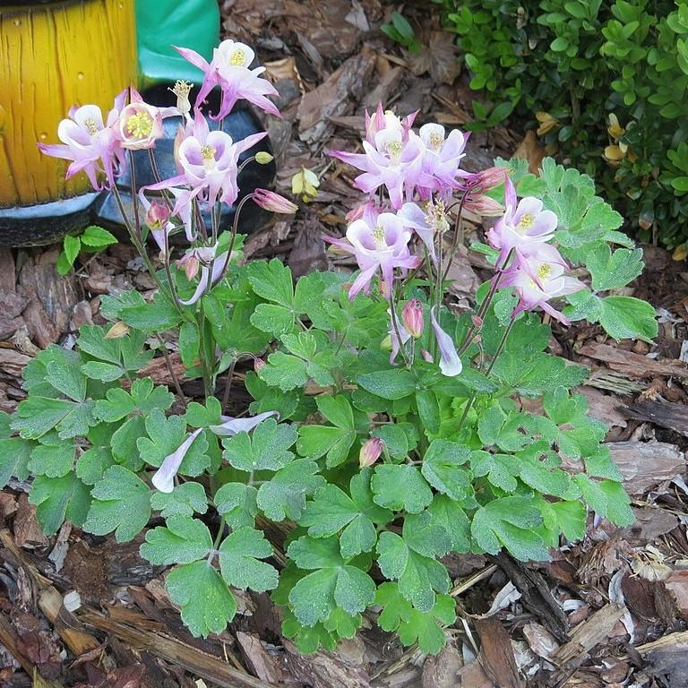 Aquilegia - Beidermeier Columbine