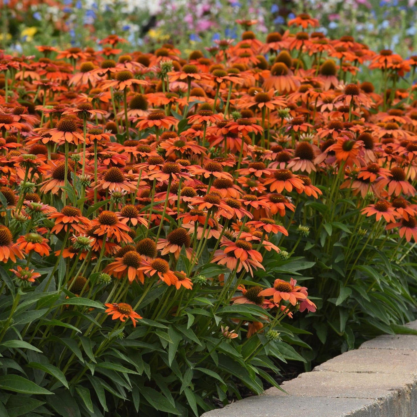 Echinacea - Artisan™ Soft Orange Coneflower