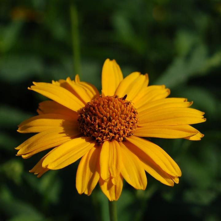 Heliopsis helianthoides - Tuscan Sun False Sunflower