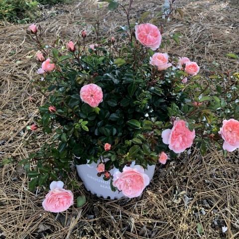 Rosa - Apricot Drift® Rose