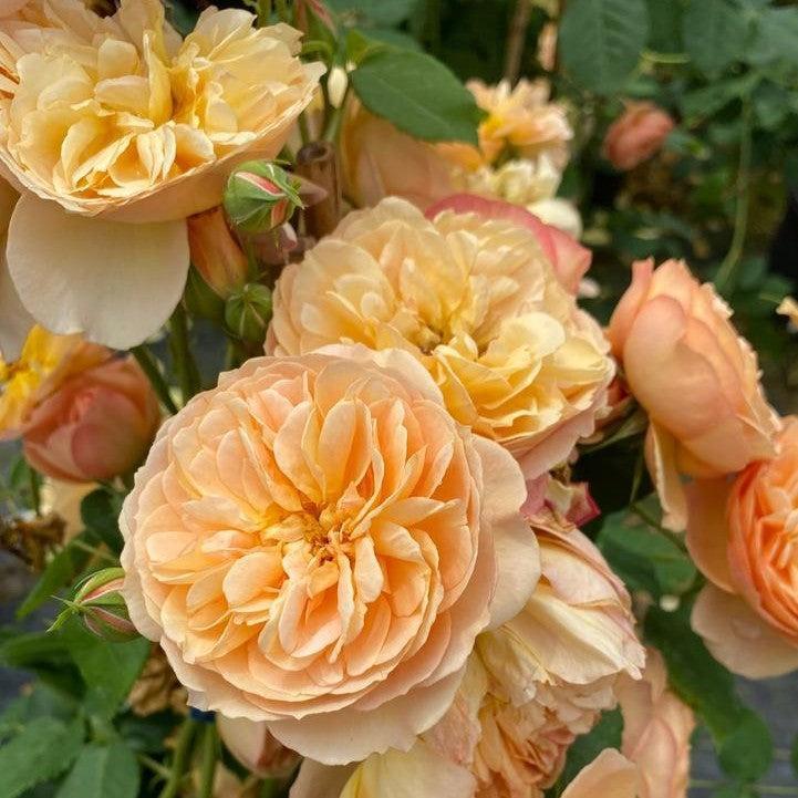 Rosa x - PW® Flavorette® Honey-Apricot Rose