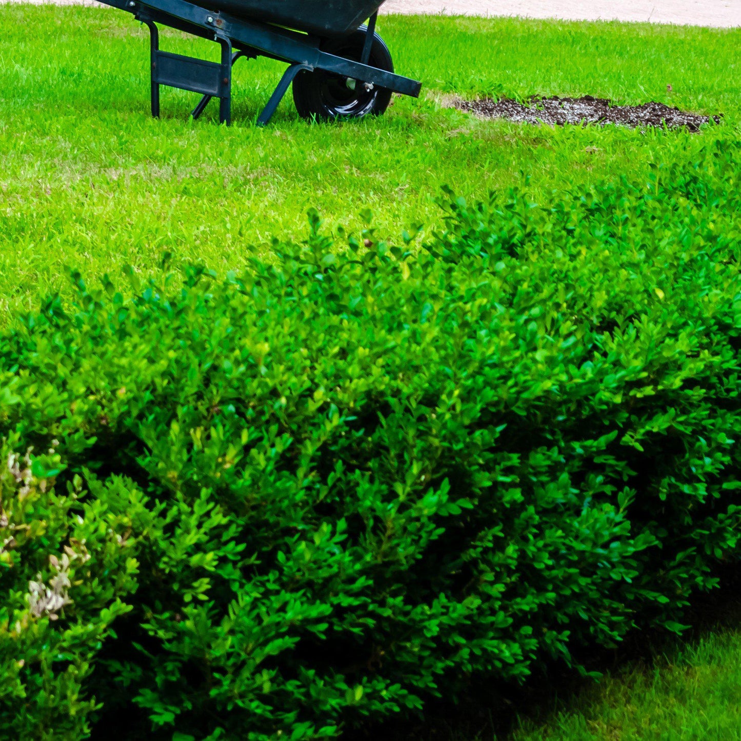 Buxus sinica var. insularis - Franklin's Gem Korean Boxwood