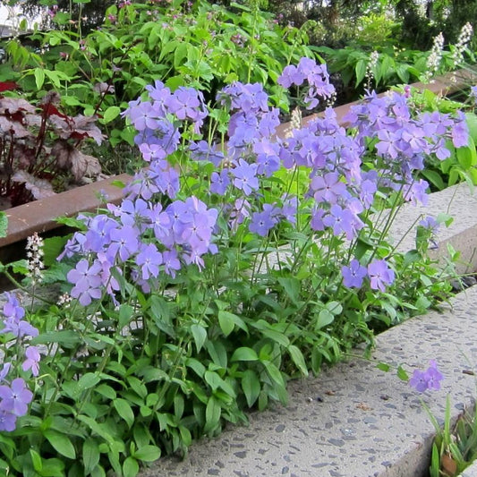 Phlox divaricata - Blue Moon Woodland Phlox