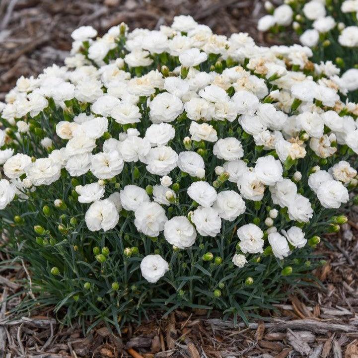 Dianthus -  PW® Fruit Punch® Whipped Cream Dianthus