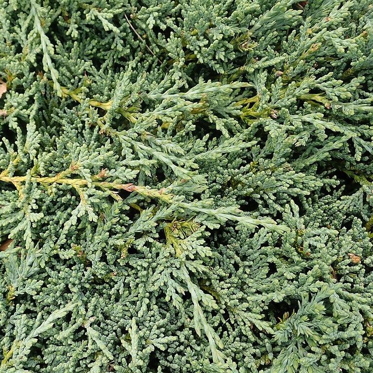 Juniperus horizontalis - Icee Blue® Juniper