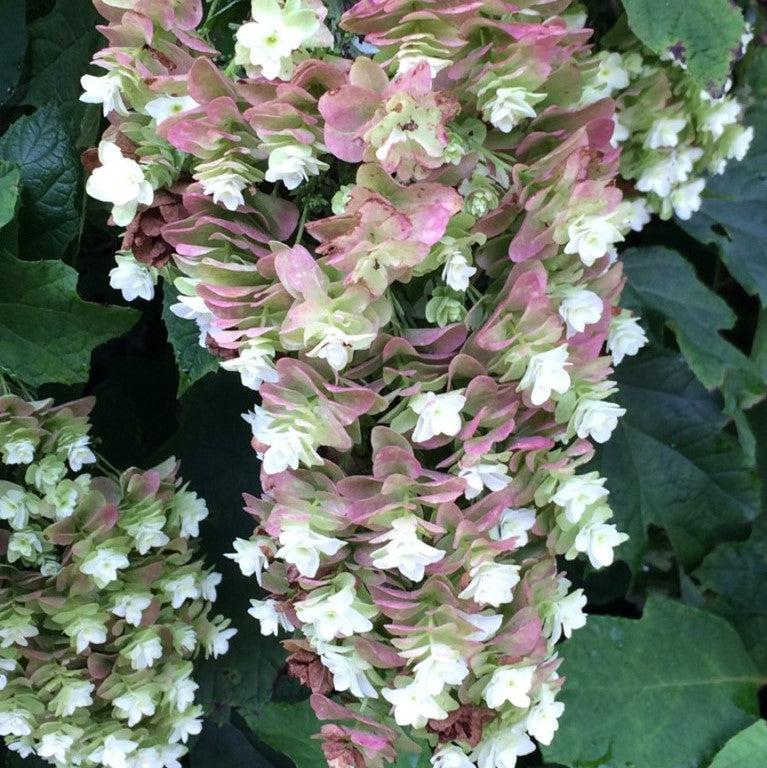 Hydrangea quercifolia - Snowcicle Hydrangea