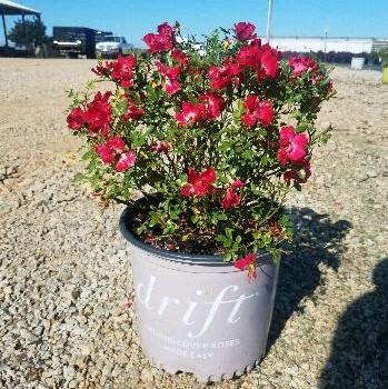 Rosa - Red Drift® Rose