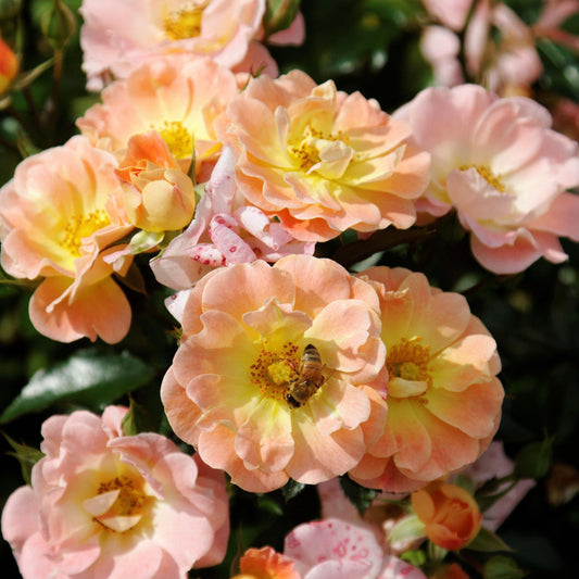 Rosa - Peach Drift® Rose