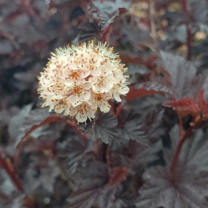 Physocarpus opulifolius - Summer Wine® Black Ninebark