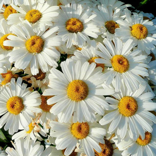 Leucanthemum x superbum - Becky Shasta Daisy