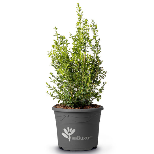 BetterBoxwood® Heritage™ Boxwood
