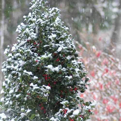 Ilex x meserveae - Castle Spire® Blue Holly