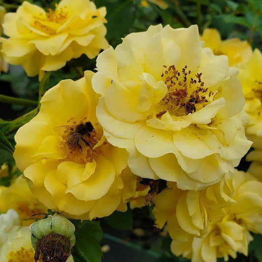 Rosa x - Rise Up® Amberness® Climbing Rose
