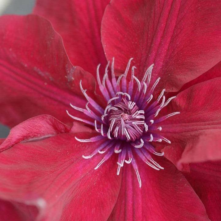 Clematis - Nubia™ Clematis