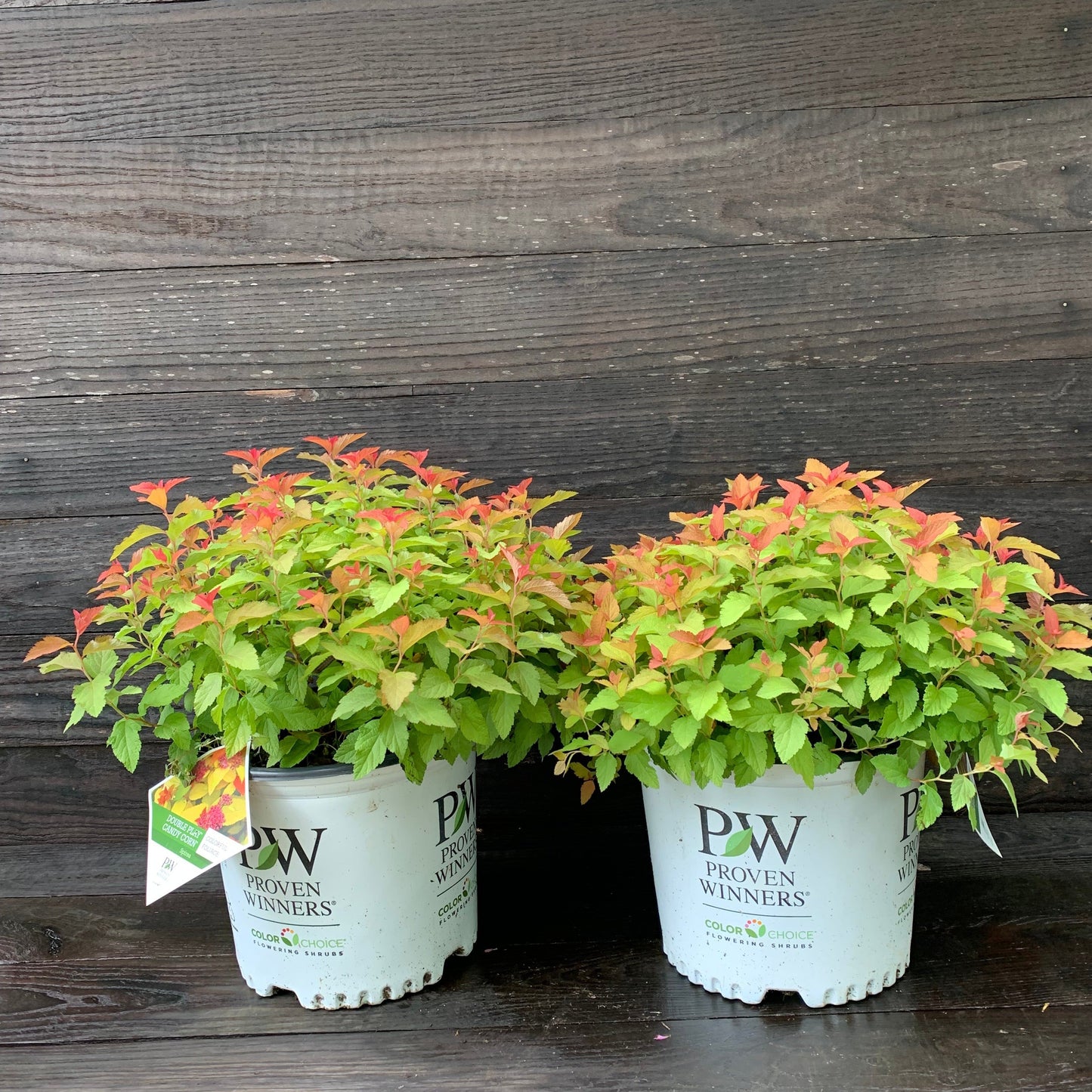 Spiraea japonica - Double Play® Candy Corn® Spirea