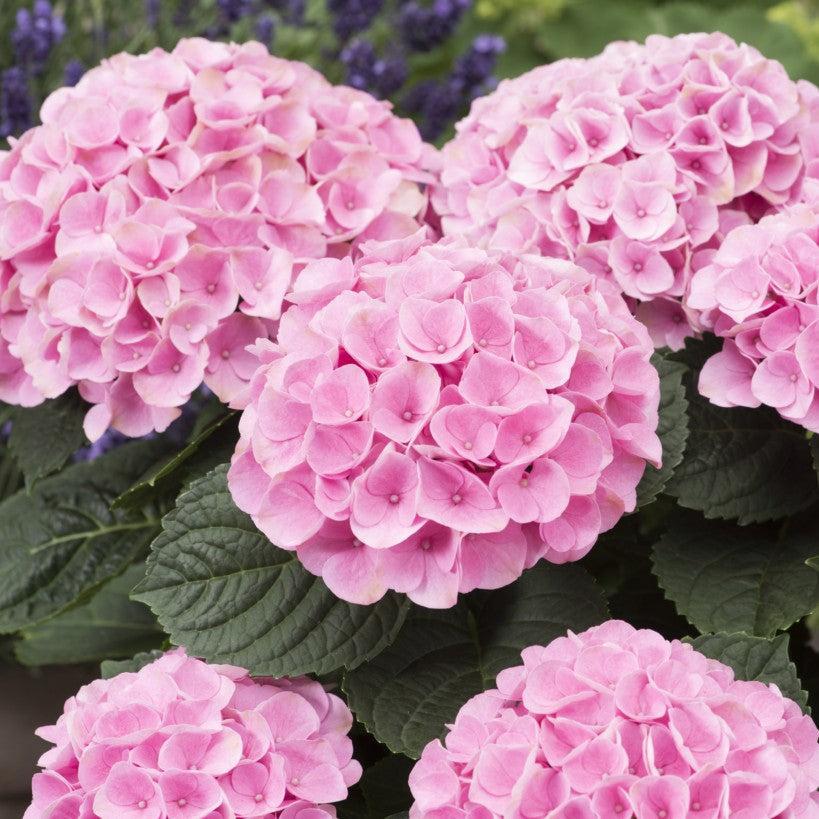 Hydrangea macrophylla - Magical® Elizabeth Ashley Hydrangea