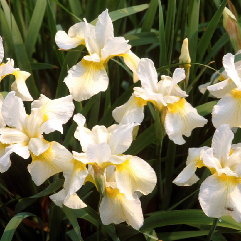 Iris sibirica - Butter and Sugar Siberian Iris