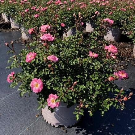 Rosa - Blushing Drift® Rose