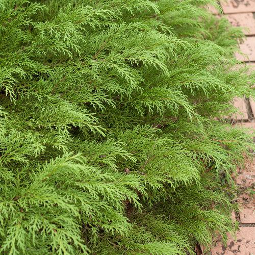 Microbiota decussata - Celtic Pride® Siberian Cypress