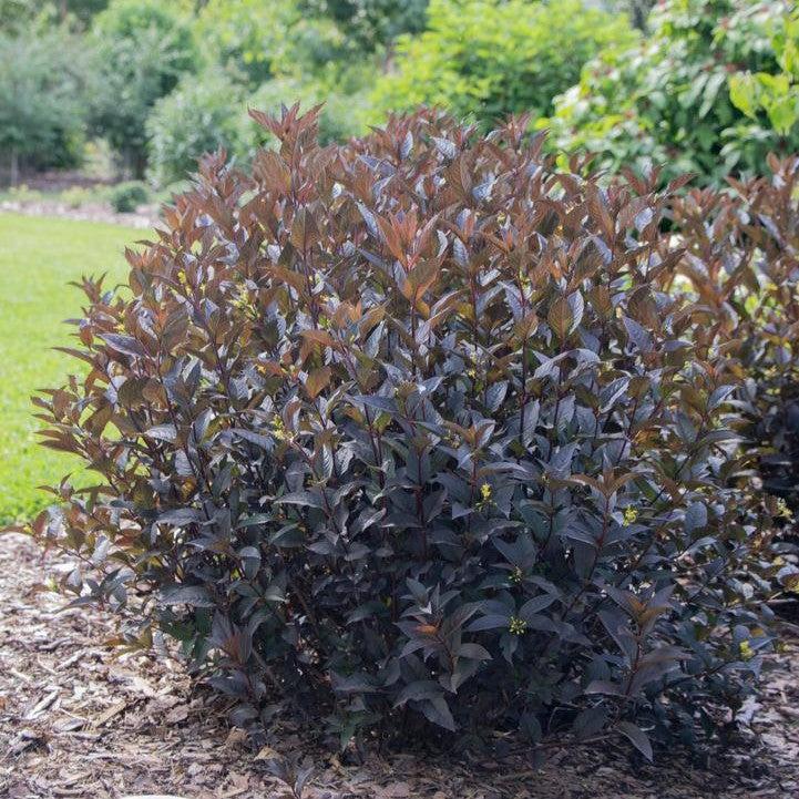Diervilla rivularis - Kodiak® Jet Black Honeysuckle