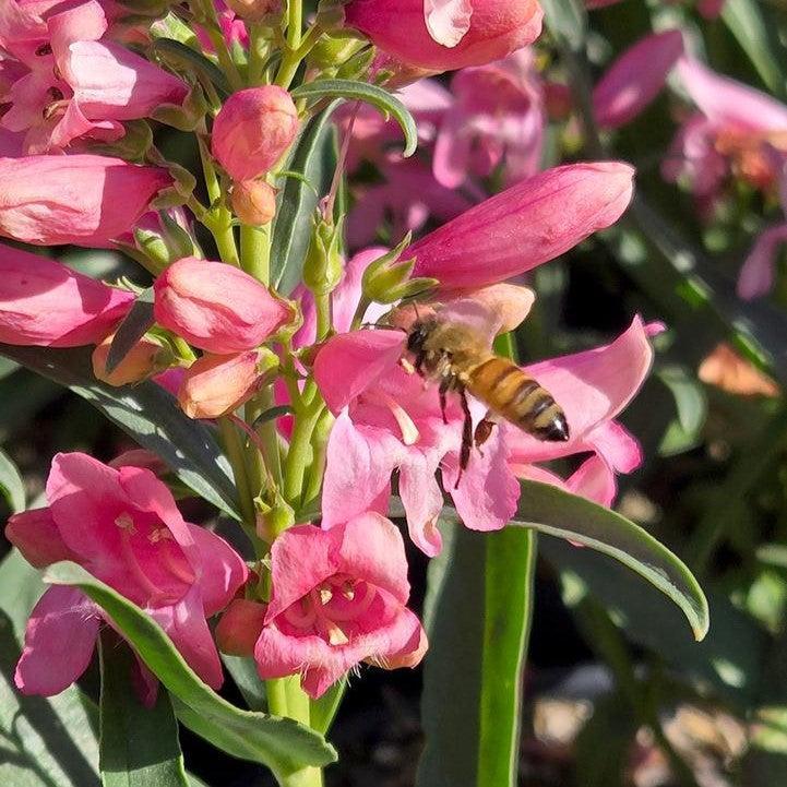 Penstemon - Pristine Pink Beardtongue