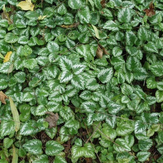 Lamiastrum galeobdolon - Variegated Yellow Archangel