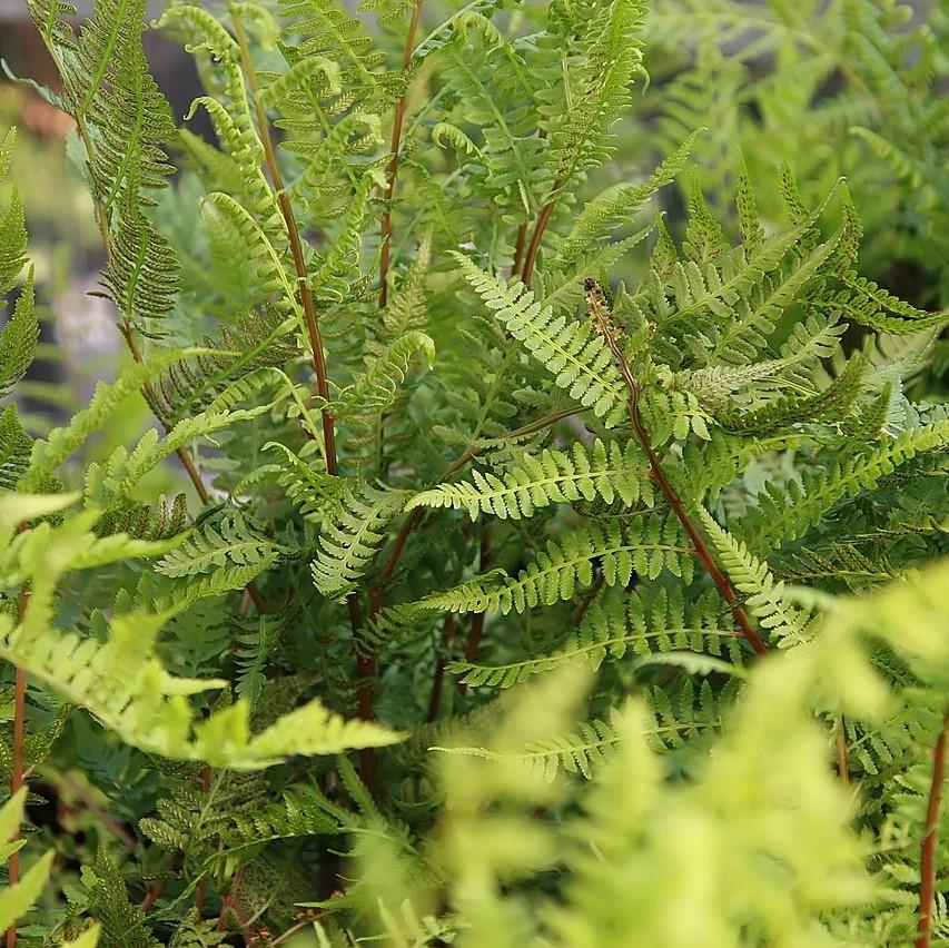 Athyrium filix-femina var. angustum - Lady in Red Fern, Northern Lady Fern