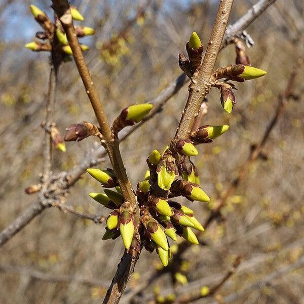 Forsythia x - Meadowlark Forsythia