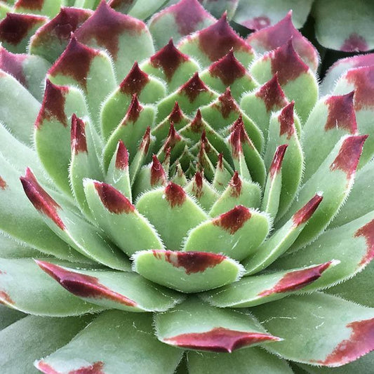 Sempervivum - Chick Charms® Mint Marvel Hens and Chicks