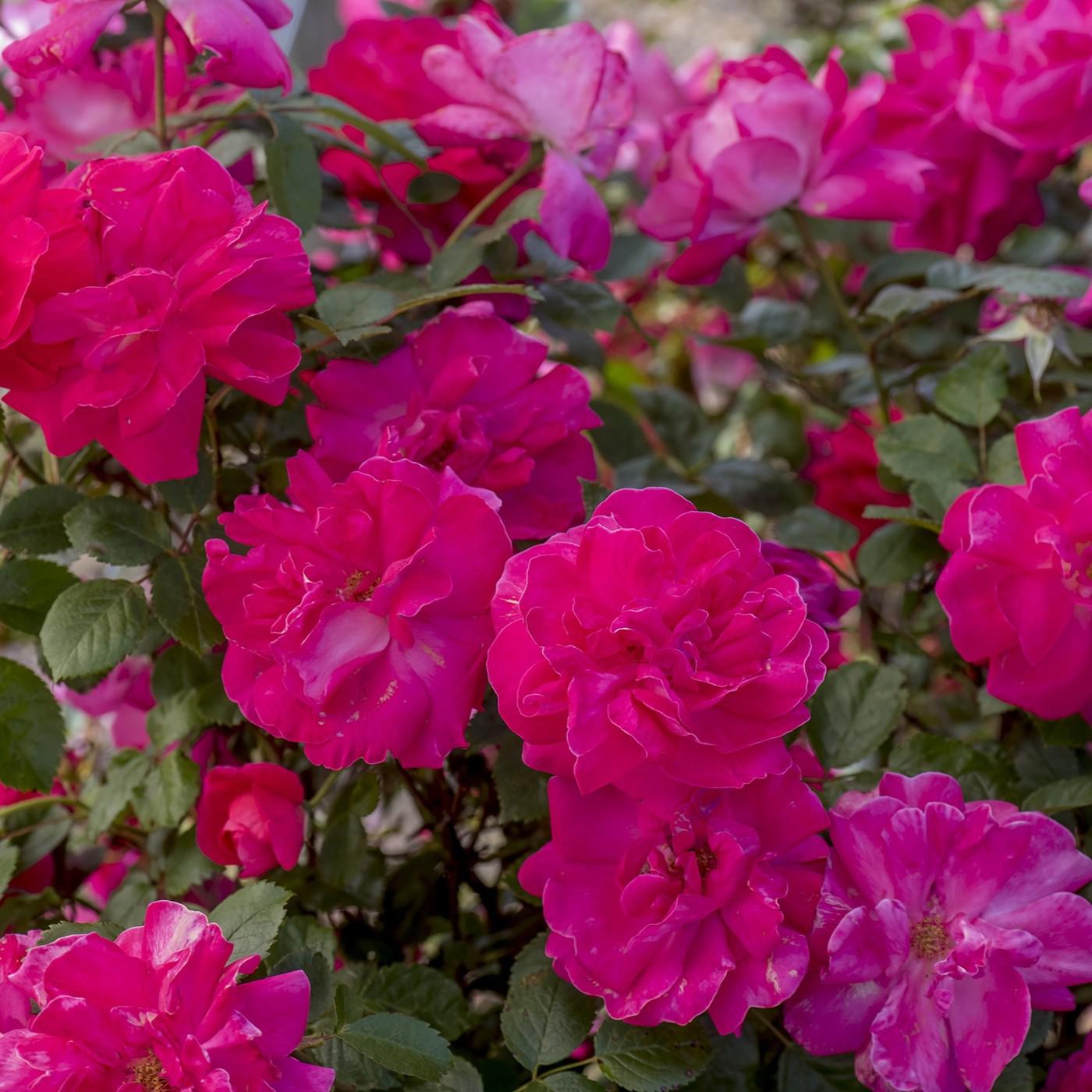 Rosa - Highwire Flyer™ Rose