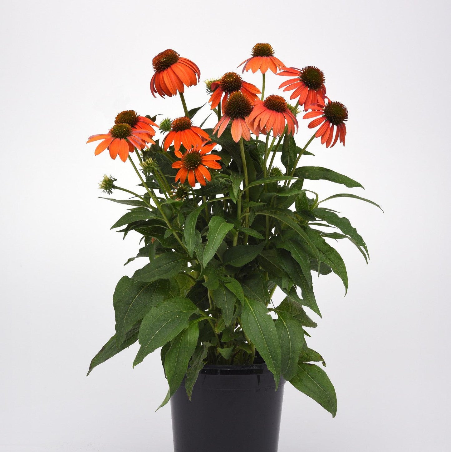 Echinacea - Artisan™ Soft Orange Coneflower