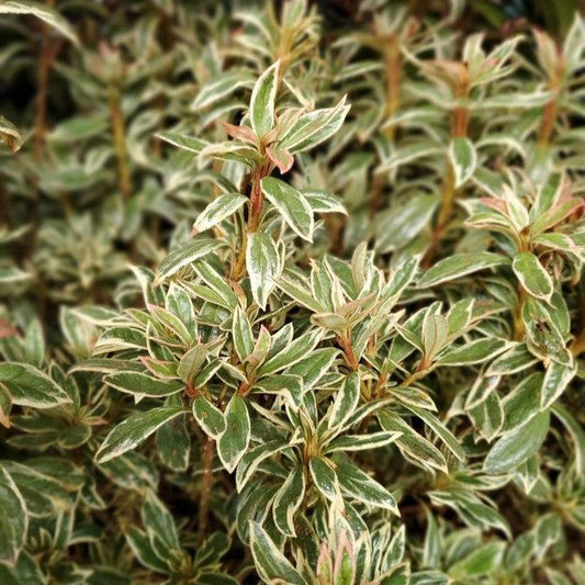Azalea - Bollywood® Azalea