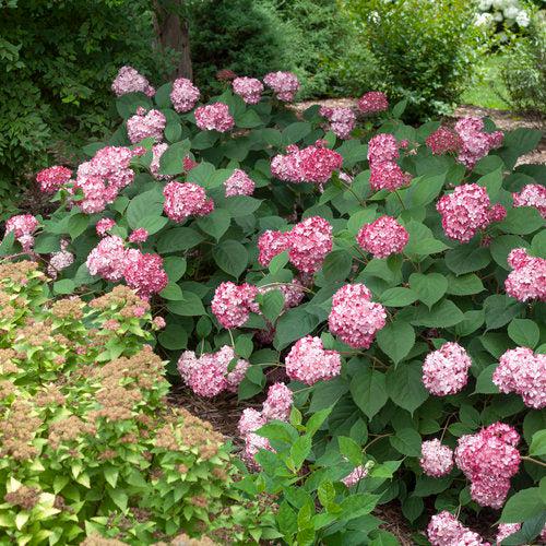 Hydrangea arborescens - Invincibelle® Ruby Hydrangea